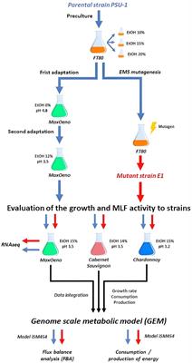 Metabolic behavior for a mutant Oenococcus oeni strain with high resistance to ethanol to survive under oenological multi-stress conditions